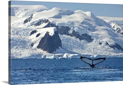 Humpback Whale Shows Its Fluke, Paradise Bay, Antarctica