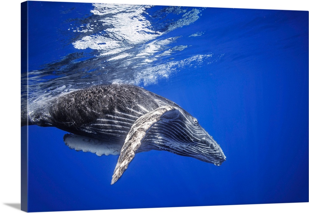 Humpback whale (megaptera novaeangliae) swimming underwater just below the surface, Hawaii, united states of America.