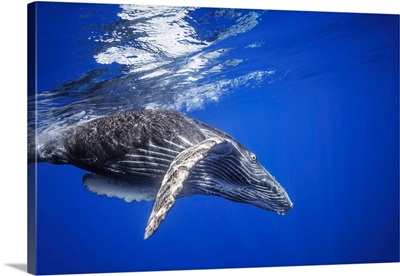 Humpback Whale Swimming Underwater Just Below The Surface, Hawaii