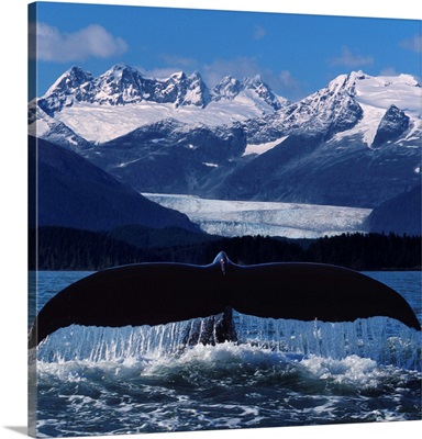 Humpback Whale Tail In Front Of Glacier Composite