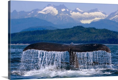 Humpback Whale Tail On Surface Just Before Diving, Inside Passage, Alaska