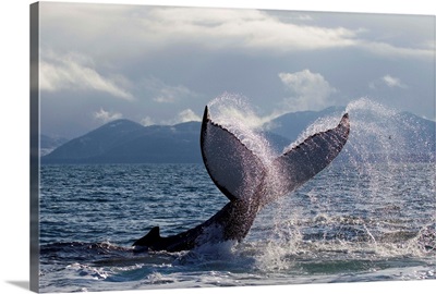 Humpback Whale Tail Slapping Surface Of Prince William Sound, Alaska