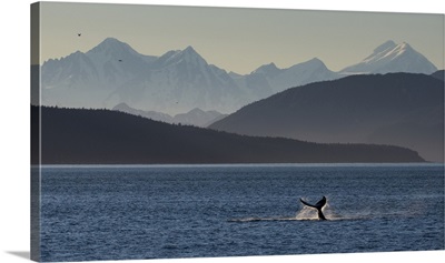 Humpback Whale Tail Slapping The Water's Surface, Glacier Bay In Inside Passage, Alaska
