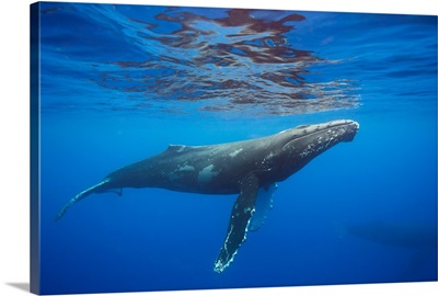Humpback whale underwater, Hawaii
