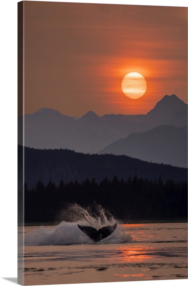 Humpback whales (Megaptera novaeangliae) surfacing in Inside Passage in the Lynn Canal under the glow of the setting sun; ...