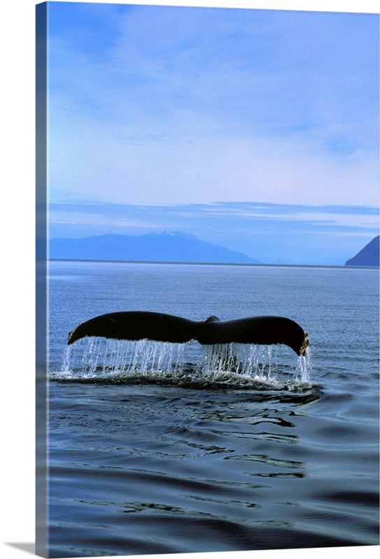 Humpback Whales Tail, Southeast Alaska Great Big Canvas