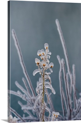 Ice-Coated Plants, Shoshone Falls, Twin Falls, Idaho