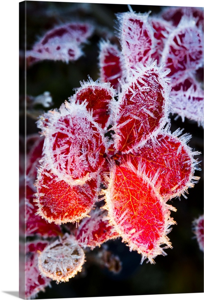 Macro image in early morning of ice crystals on the red leaves of a blueberry plant, Maclaren River on the Denali Highway,...