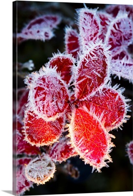 Ice crystals on the red leaves of a blueberry plant, Maclaren River, Southcentral Alaska