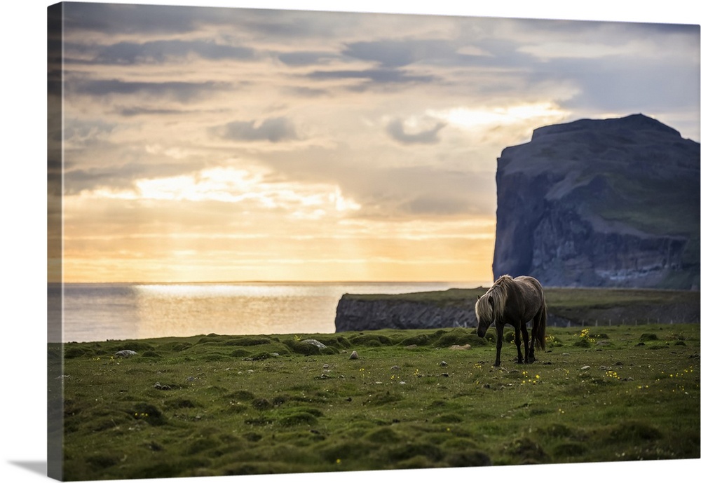 Icelandic horse walking along the ocean at sunset; Hofsos, Iceland