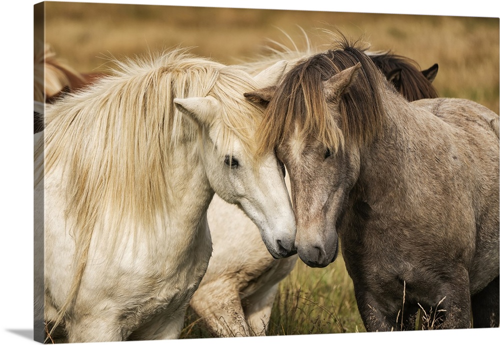 Icelandic horses in their natural setting; Iceland