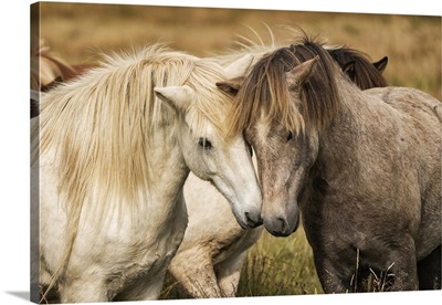 Icelandic Horses In Their Natural Setting, Iceland