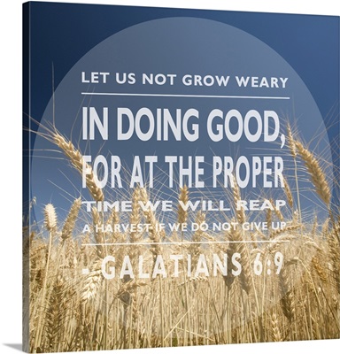 Image Of A Grain Field Under A Blue Sky With A Scripture From Galatians 6:9