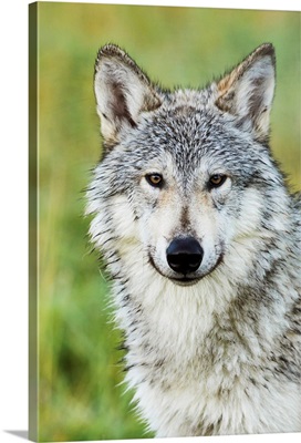 Immature female wolf, South-central Alaska, Portage, Alaska