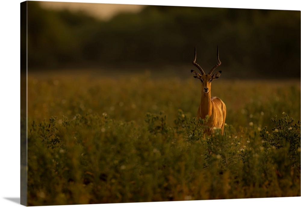 A male common impala, (Aepyceros melampus) stands among tall plants in the savanna, staring at the camera in Chobe Nationa...