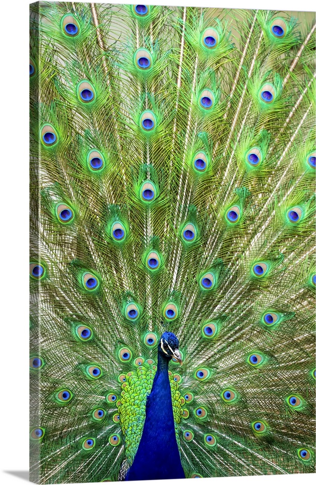 Indian peafowl (Pavo cristatus) proudly displaying the feathers of it's train; Fort Collins, Colorado, United States of Am...