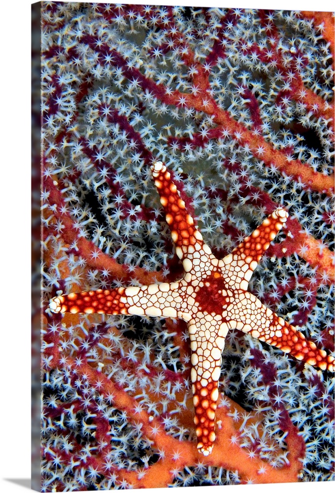 Indonesia, A Necklace Seastar (Fromia Monilis) On Gorgonian Coral