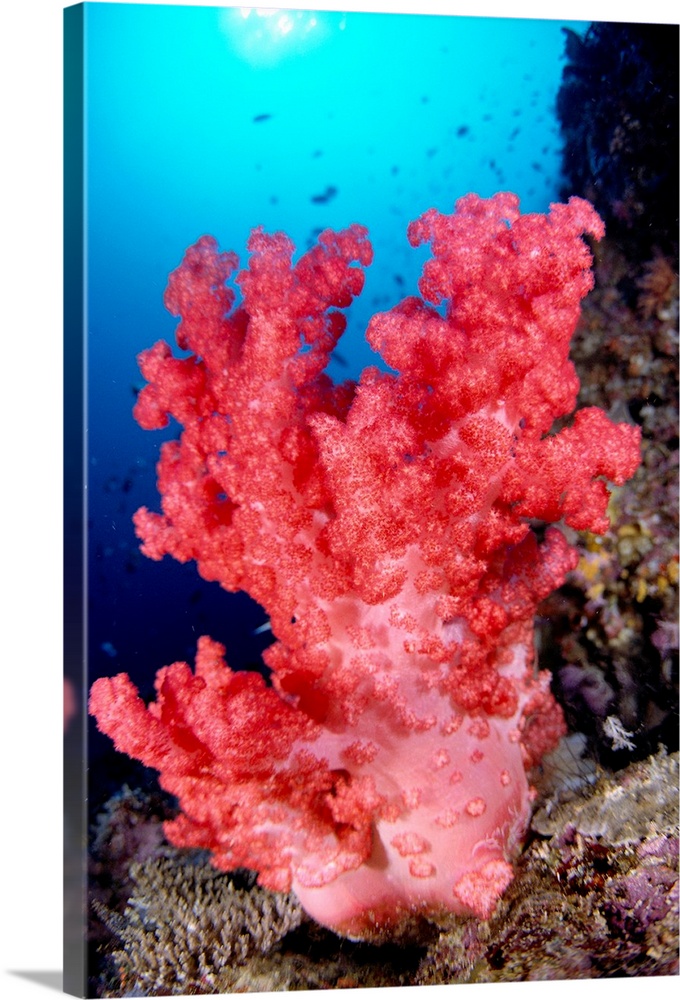 Indonesia, Alcyonarian Coral Large Pink, Reef Scene In Blue Ocean