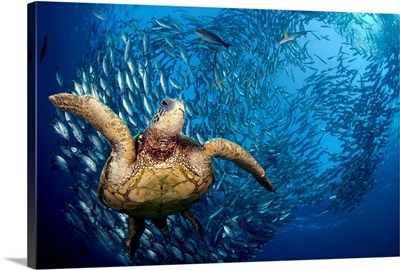 Indonesia, Bali, A Green Sea Turtle Glides Below A School Of Bigeye Jacks