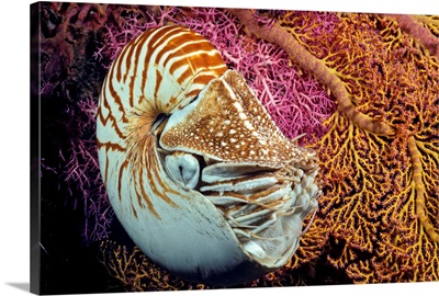 Indonesia, Chambered nautilus