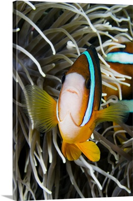 Indonesia, Clark's Anemonefish (Amphiprion Clarkii) And Sea Anemone