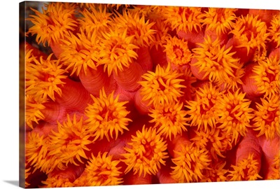 Indonesia, Close-Up Top View Of Orange Tube Coral (Tubastraea Sp)