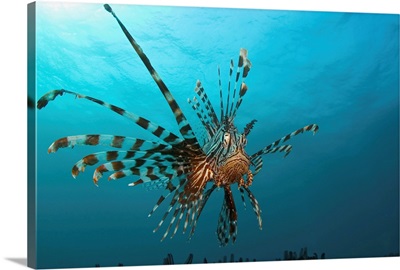 Indonesia, Lionfish (Pterois Volitans) Floating Peacefully Above The Reef