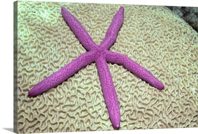 Indonesia, Pink Sea Star On Brain Coral