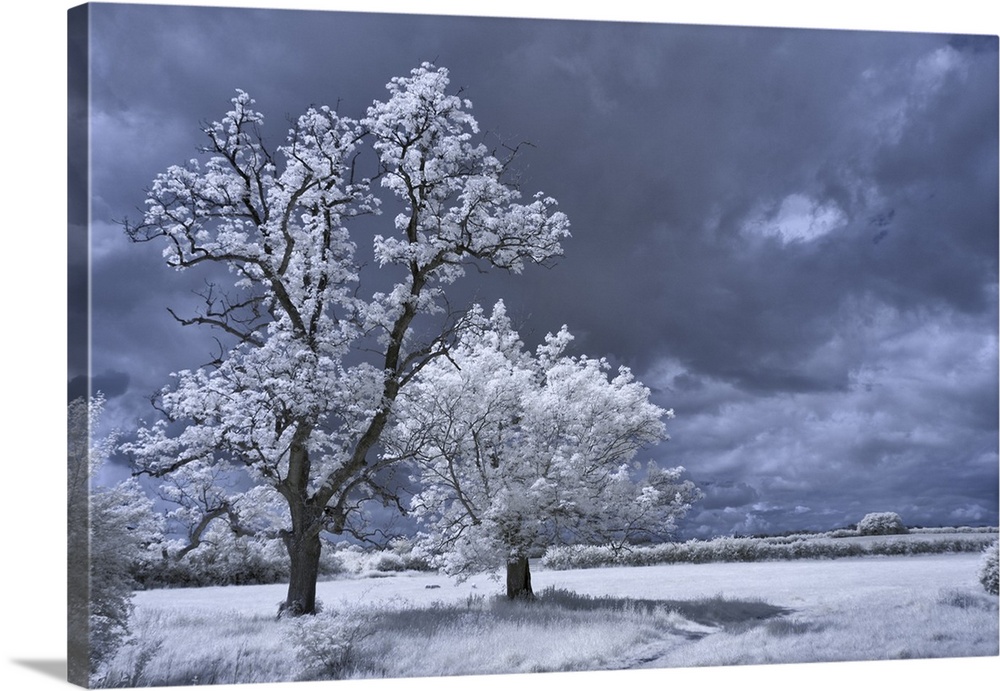 Infrared trees near the source of the river Thames.