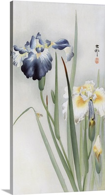 Irises By Japanese Artist Ohara Koson, 1877 - 1945