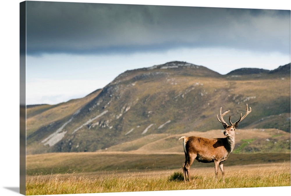 Isle Of Islay, Scotland. A Deer Standing In A Field.