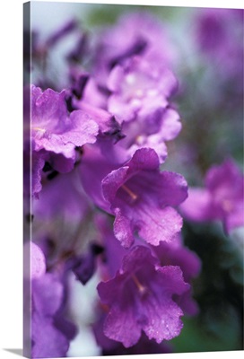 Jacaranda Fern Tree, Soft Focus, Purple Flower