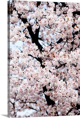Japan, Tokyo, Shinjuku Gyoen Park, Cherry Blossom Season