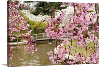 Japanese garden with weeping Higan cherry blossoms in foreground