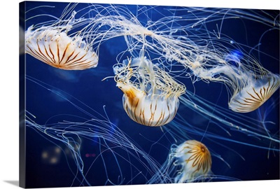 Jellyfish at the Aquarium of the Bay, San Francisco, California