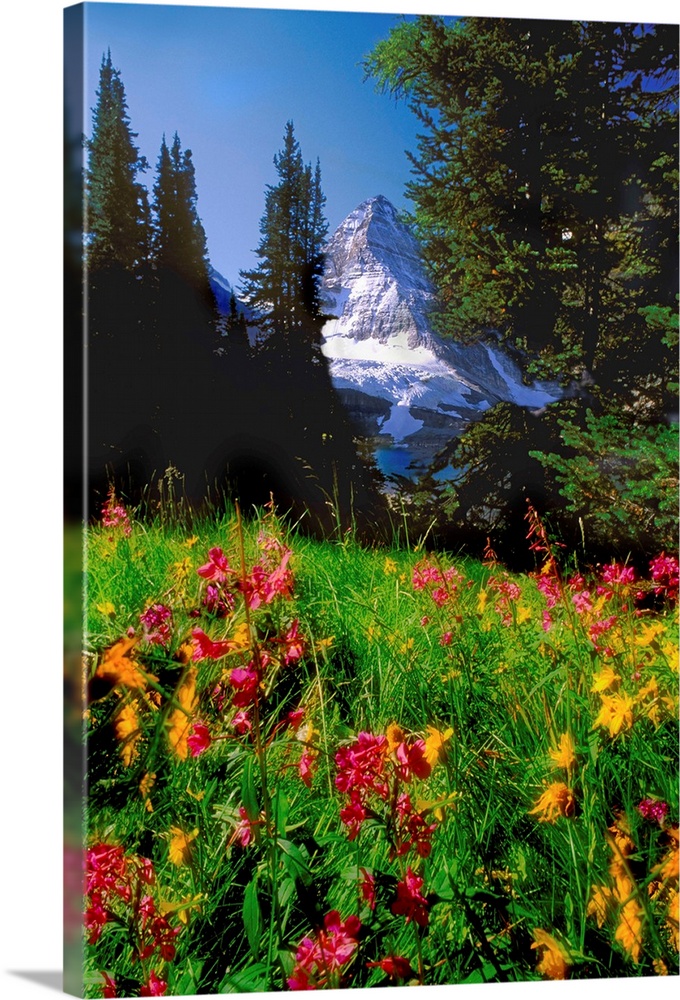 Jerry Kobalenko; Mt.Assiniboine Landscape With Alpine Wildflowers, Canada