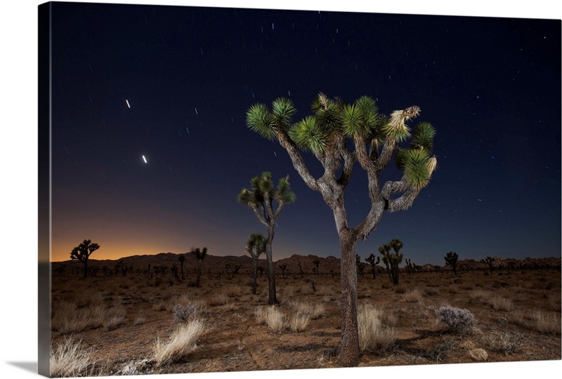 Joshua trees (Yucca brevifolia) standing in front of a starry night sky ...