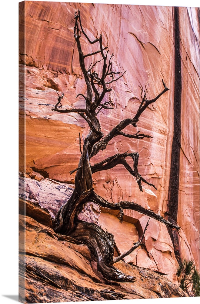 Leafless juniper tree (Juniper scopulorum) and red, sandstone rock wall in the Grand StaircaseoEscalante National Monument...