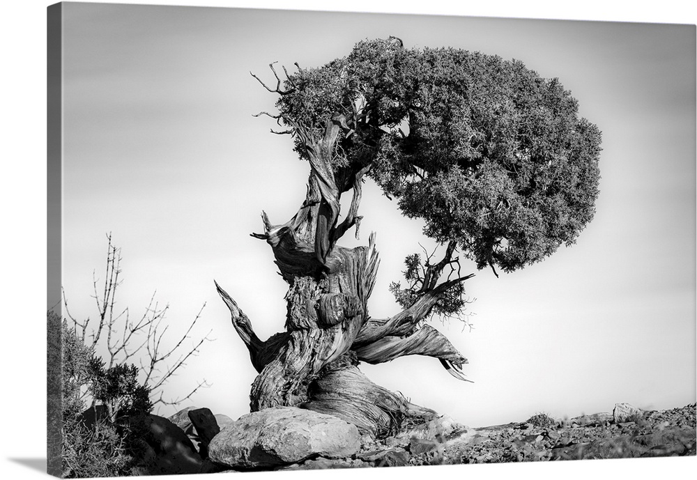 Black and white image of a very old twisted and gnarled Juniper tree in Canyonlands National Park, Moab, Utah, United Stat...