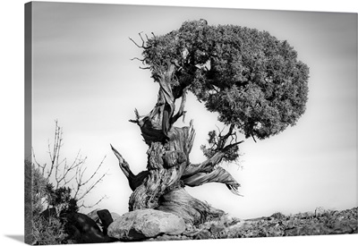 Juniper Tree In Canyonlands National Park, Moab, Utah
