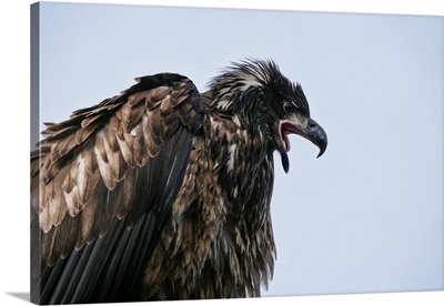 Juvenile Bald Eagle (Haliaeetus Leucocephalus) Calling; Alaska, United States Of America