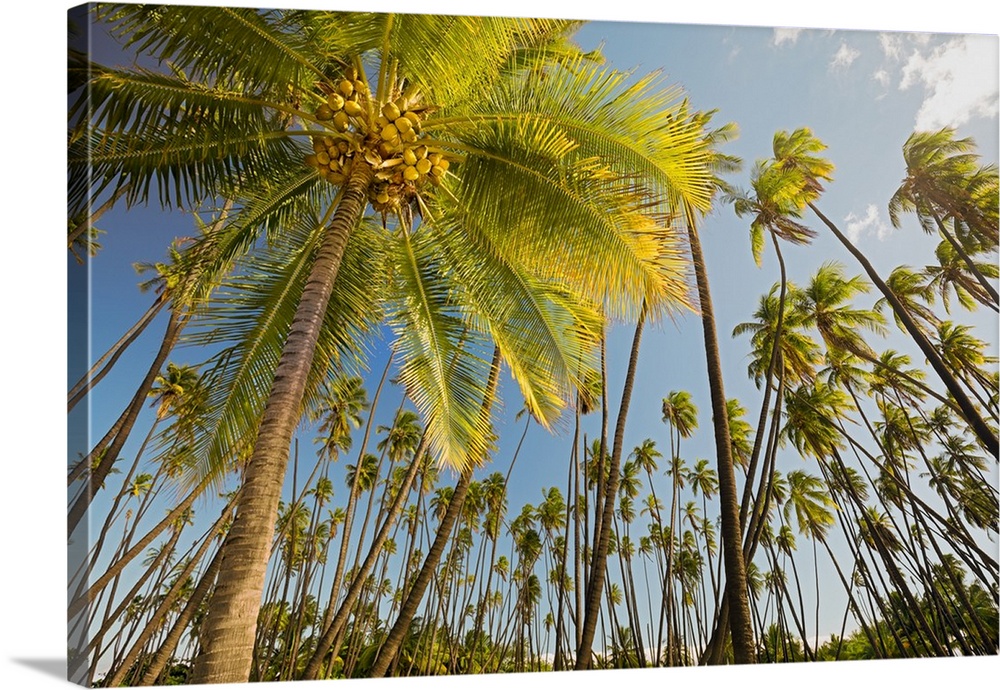 Kapuaiwa Coconut Beach Park; Kaunakakai, Molokai, Hawaii Wall Art, Canvas Prints, Framed Prints