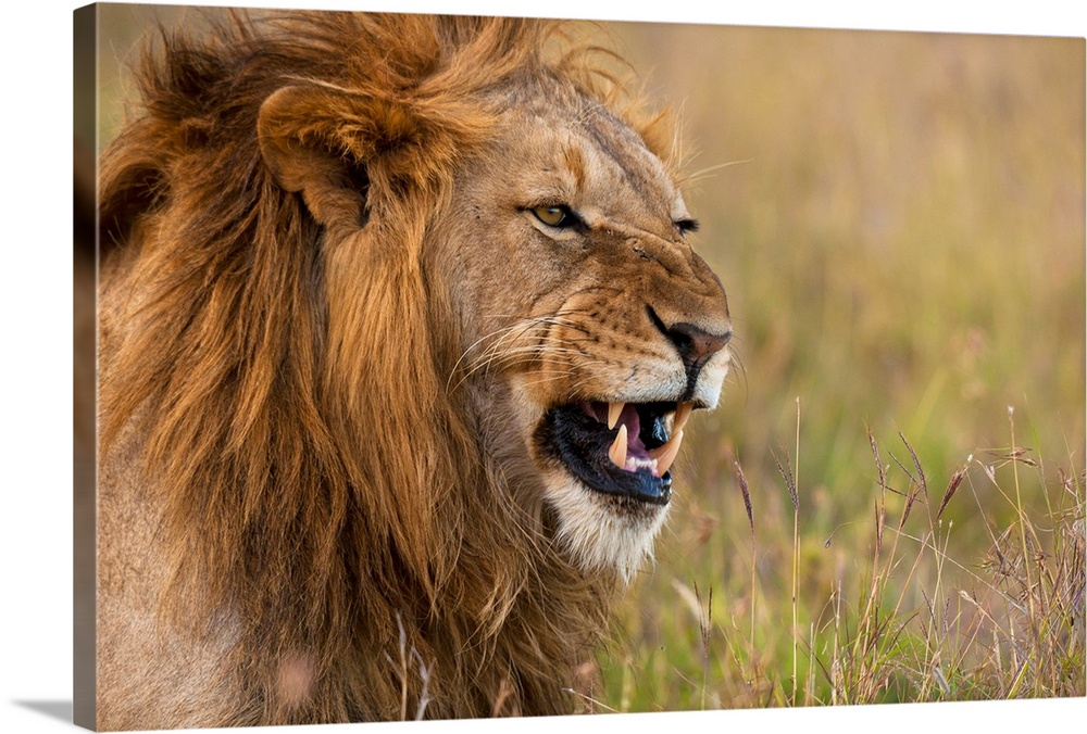 Kenya, Male lion snarling in Ol Pejeta Conservancy, Laikipia Country