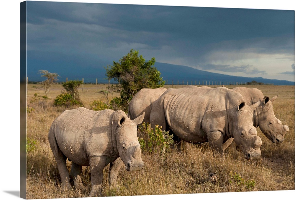 Kenya, Southern White Rhinos in Ol Pejeta Conservancy, Laikipia Country