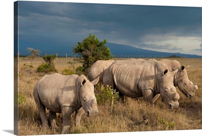 Kenya, Southern White Rhinos in Ol Pejeta Conservancy, Laikipia Country