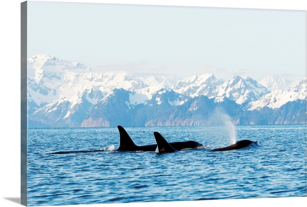 Killer whale, or orcas, Orcinus orca, pod in traveling in Resurrection Bay, Kenai Fjords National Park, outside Seward, Al...