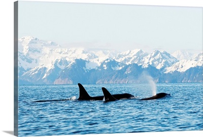 Killer whale pod in traveling in Resurrection Bay, Kenai Fjords National Park