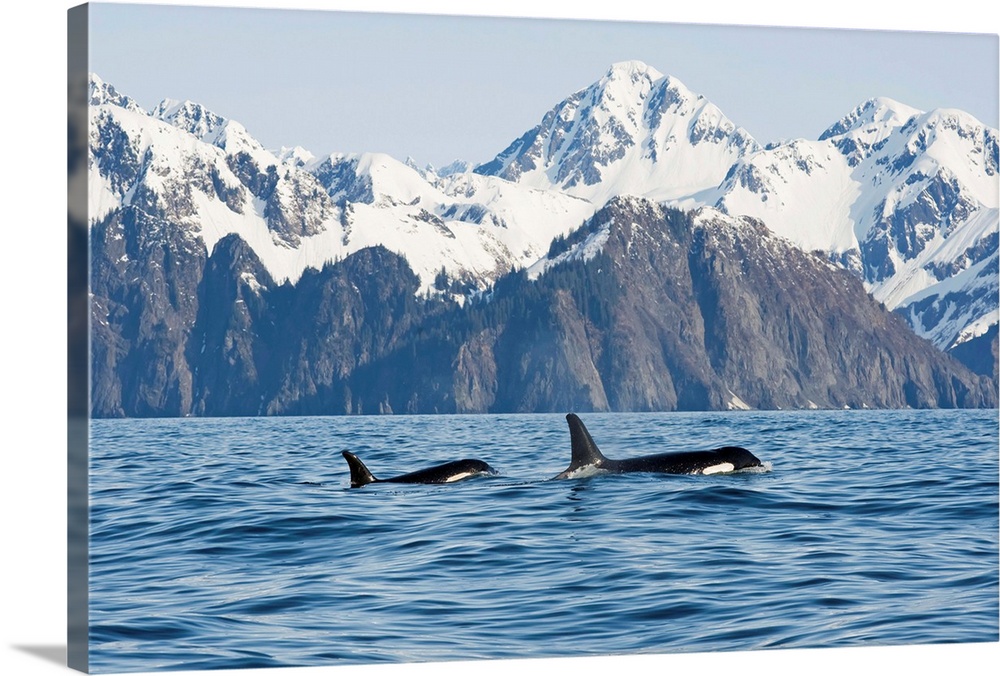 Killer Whales Swimming In Resurrection Bay Kenai Fjords National