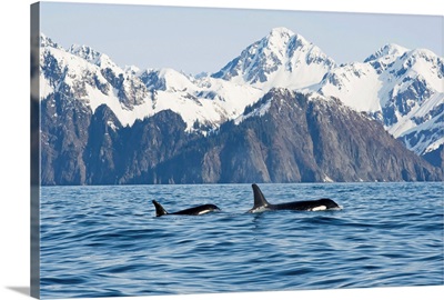 Killer whales swimming in Resurrection Bay, Kenai Fjords National Park, Alaska