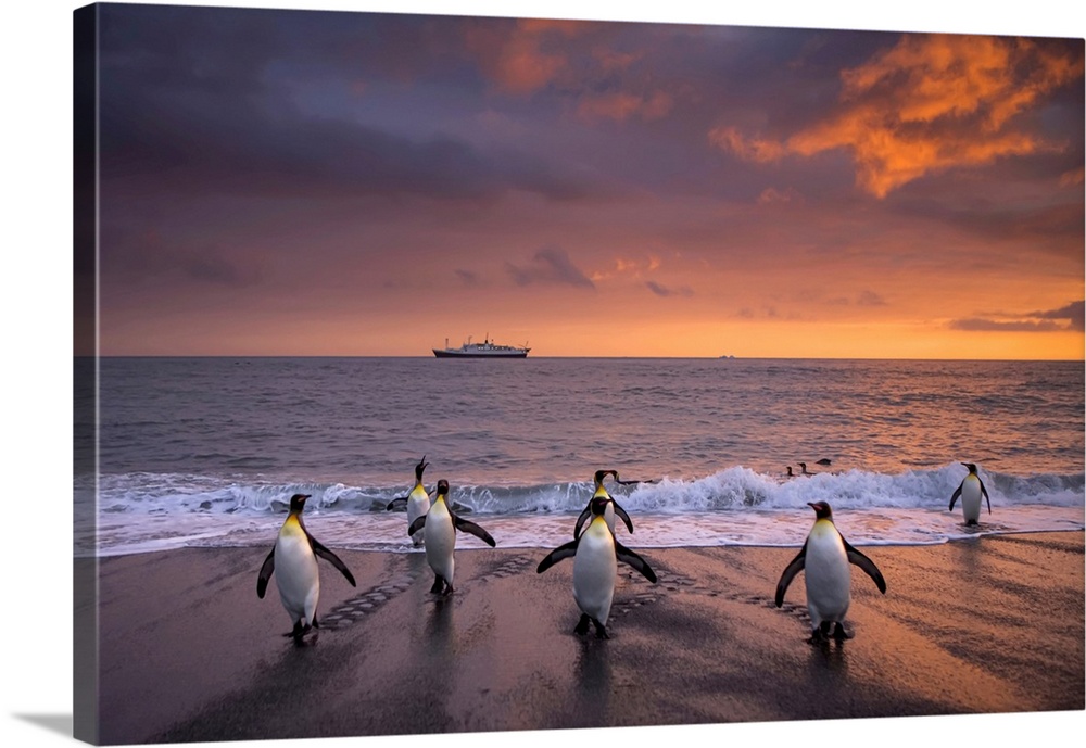 King penguins in surf at twilight.